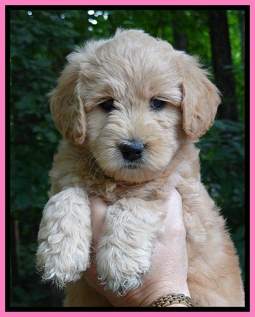 Tia Gus pups 6 wks old 81