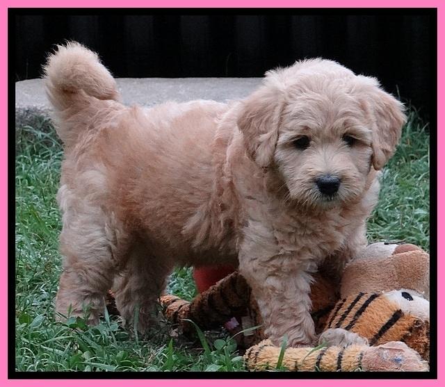 Tia Gus pups 7 wks old 121