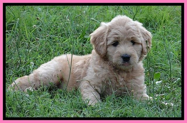 Tia Gus pups 7 wks old 151