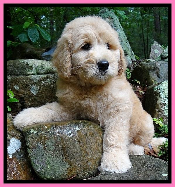 Tia Gus pups 8 wks old 13