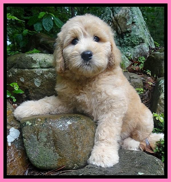 Tia Gus pups 8 wks old 33