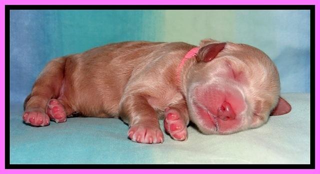 Tia Gus pups newborn 111