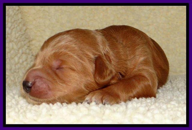 Tia Gus pups 1 wk old 131