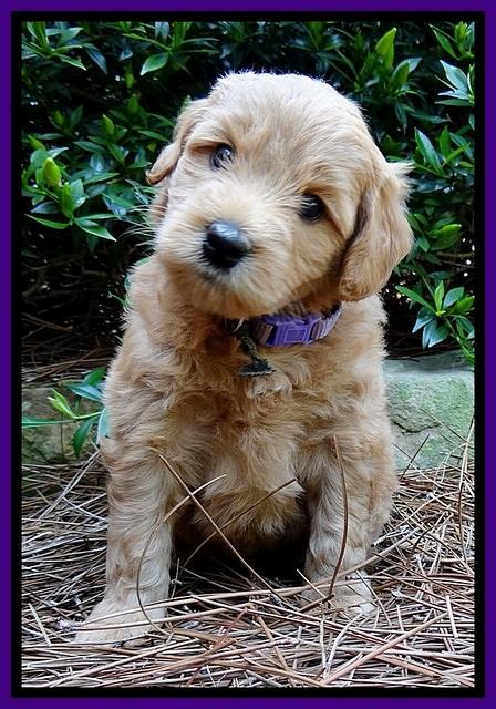 Tia Gus pups 5 wks old 180