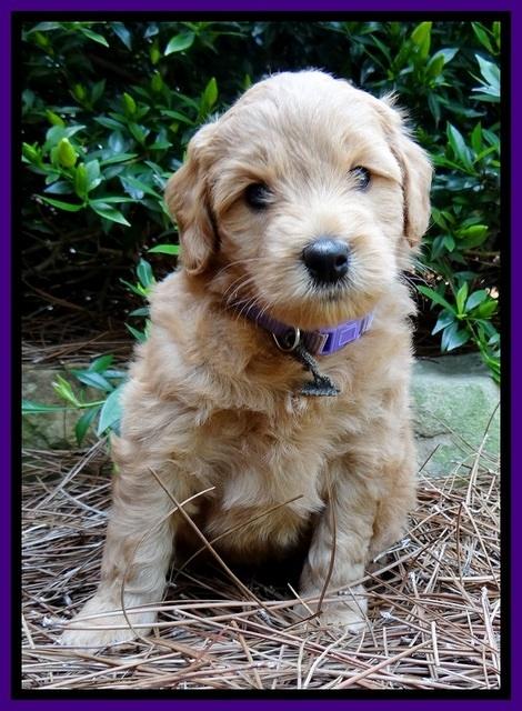 Tia Gus pups 5 wks old 210