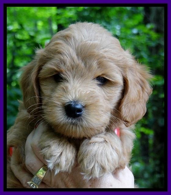 Tia Gus pups 6 wks old 221
