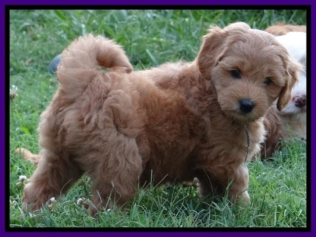 Tia Gus pups 7 wks old 251