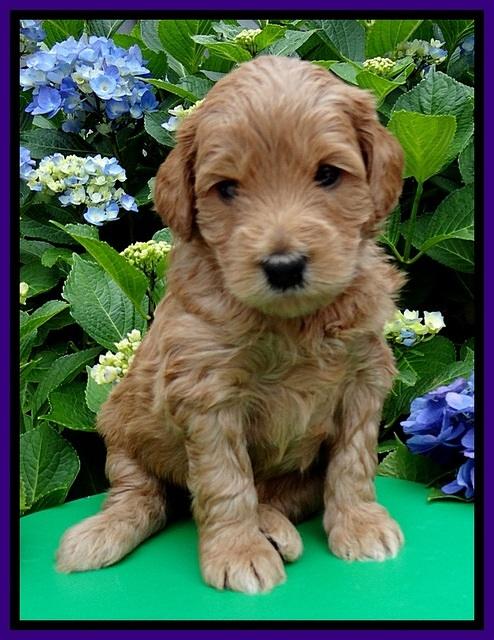 Tia and Gus 4 wks old 181