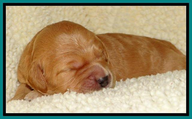 Tia Gus pups 1 wk old 221