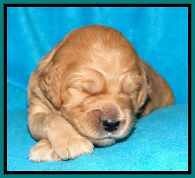 Tia Gus pups 2 wks old 270