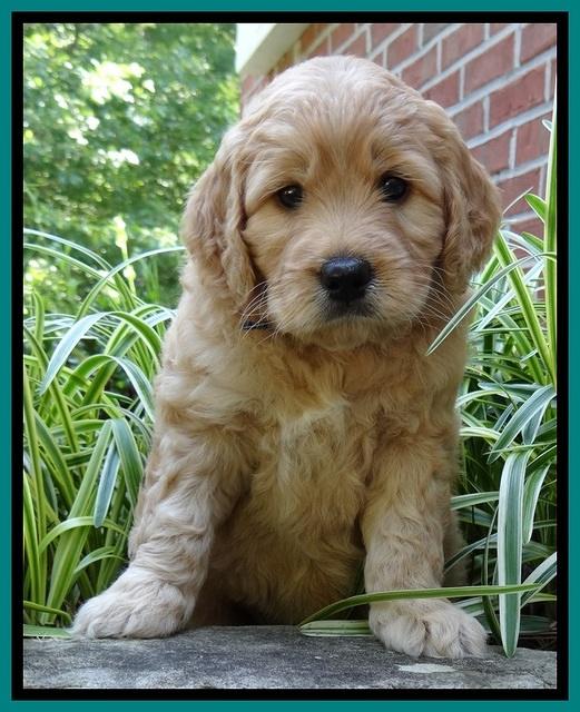 Tia Gus pups 5 wks old 220