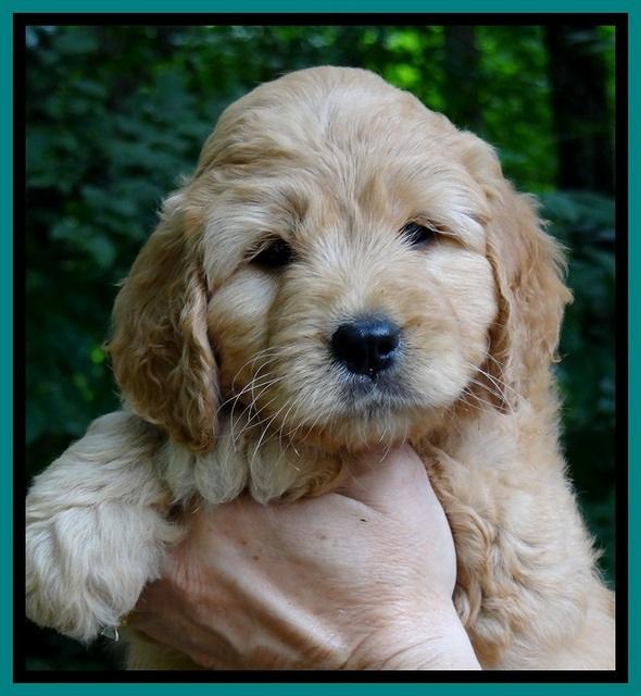 Tia Gus pups 6 wks old 141