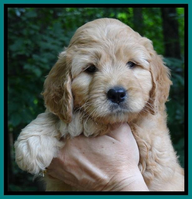 Tia Gus pups 6 wks old 161