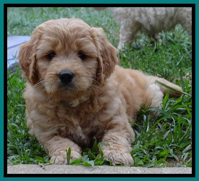 Tia Gus pups 7 wks old 221