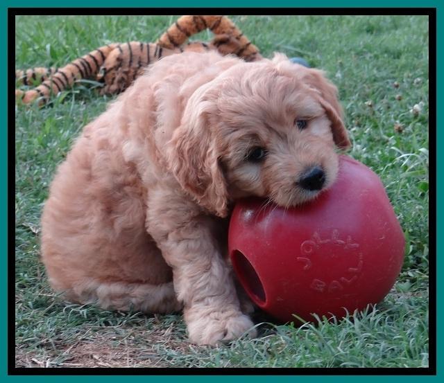 Tia Gus pups 7 wks old 231