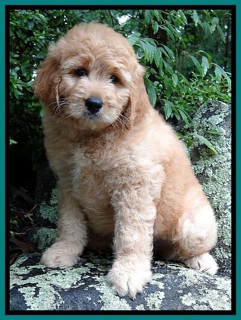 Tia Gus pups 8 wks old 32