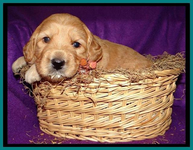 teal 3 wks (3)