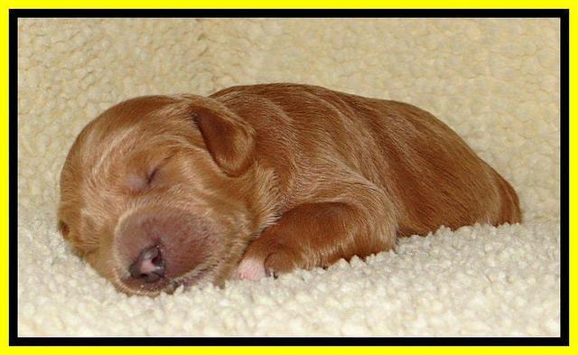 Tia Gus pups 1 wk old 241