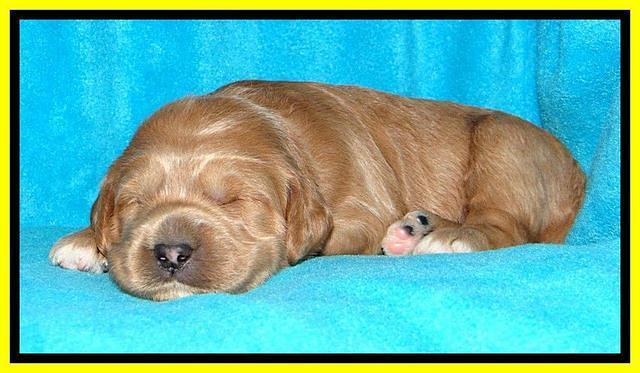 Tia Gus pups 2 wks old 300