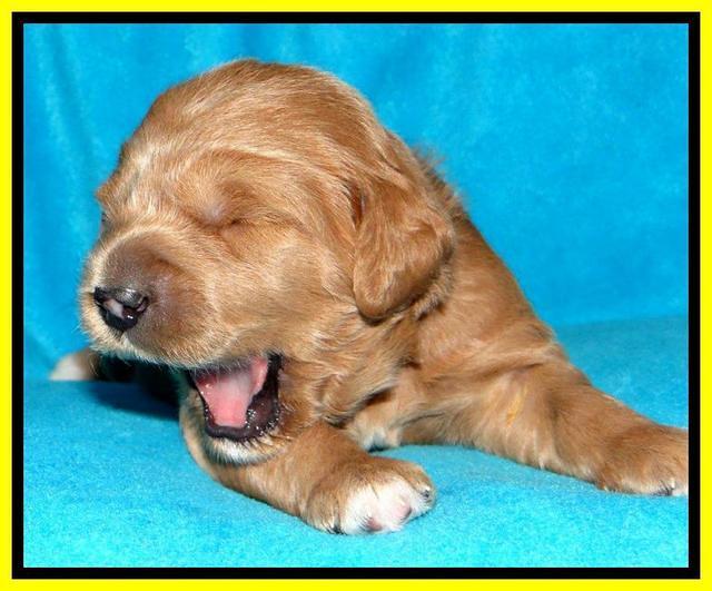 Tia Gus pups 2 wks old 310