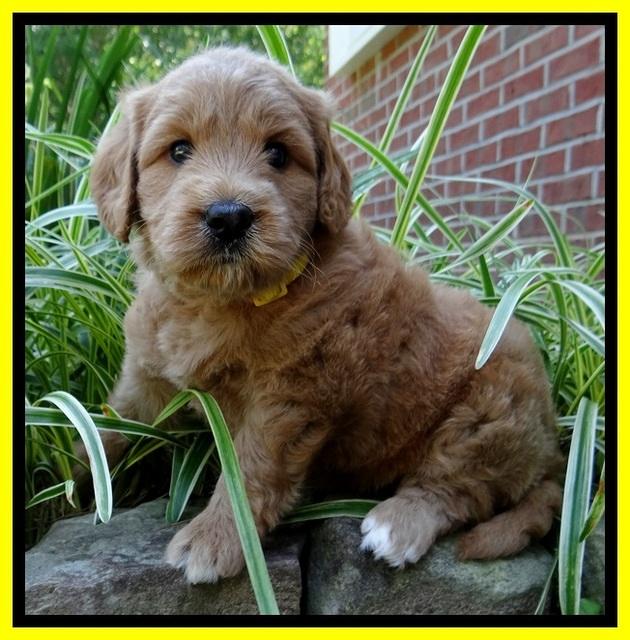 Tia Gus pups 5 wks old 260