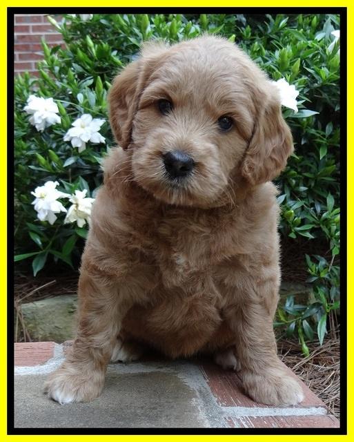 Tia Gus pups 5 wks old 280