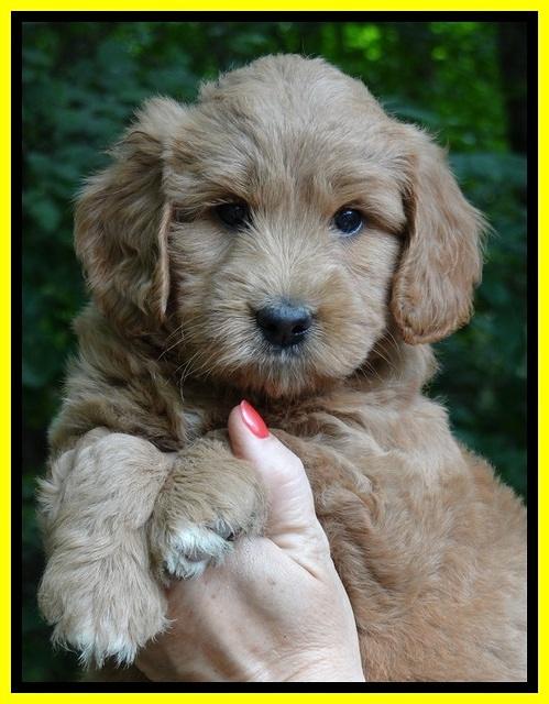 Tia Gus pups 6 wks old 171