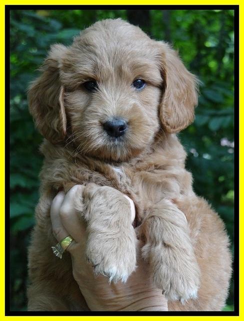 Tia Gus pups 6 wks old 181