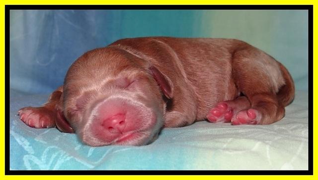 Tia Gus pups newborn 221