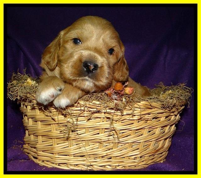 Yellow 3 wks (10)