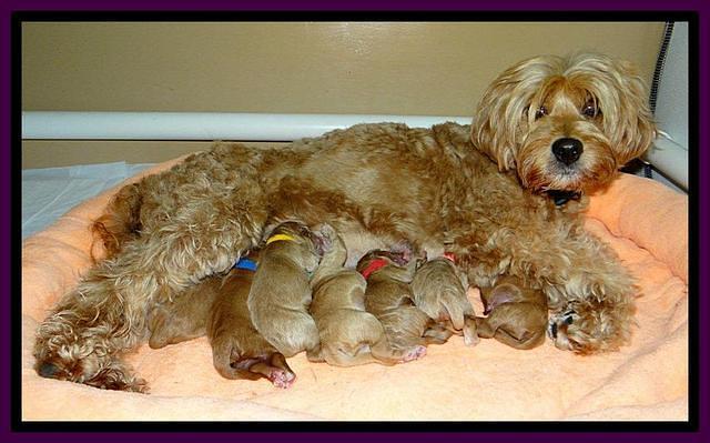 Tia Gus newborn group 2