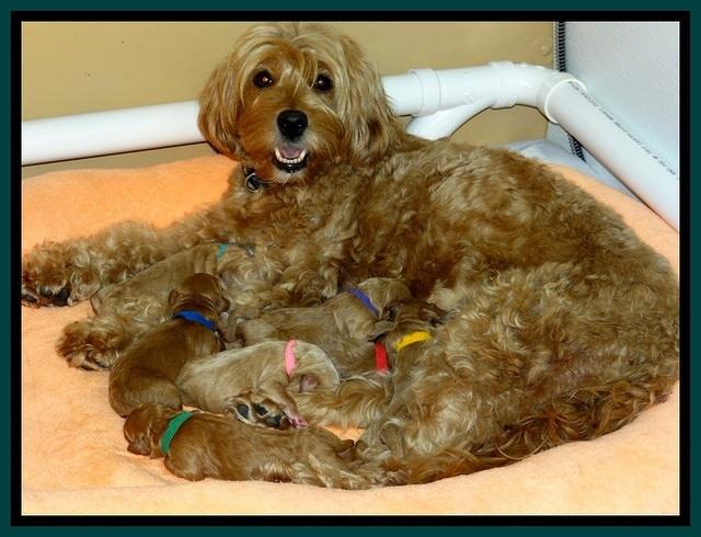 Tia Gus pups newborn 231