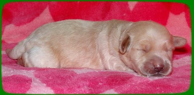 Emmie Gus pups 1 wk old 027