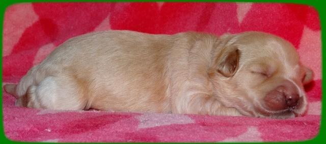 Emmie Gus pups 1 wk old 030