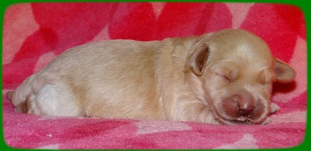 Emmie Gus pups 1 wk old 031