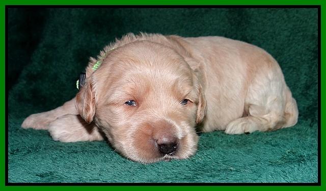 Emmie Gus pups 2 wks old 030