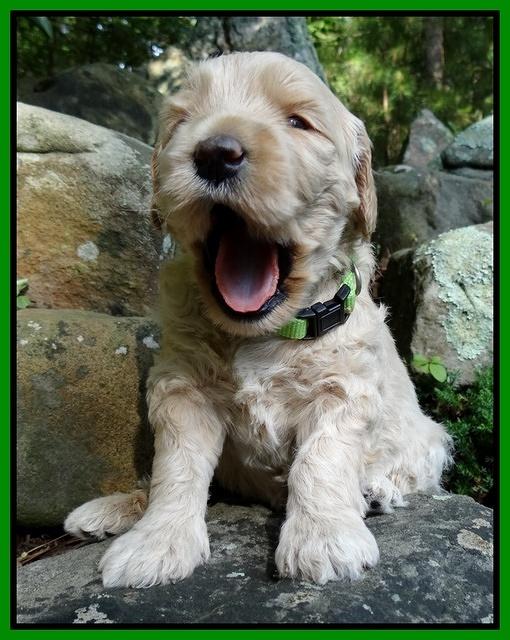 Emmie Gus pups 3 wks old 034