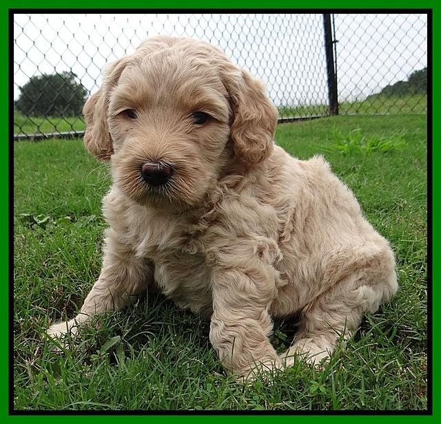 Emmie Gus pups 5 wks old 251
