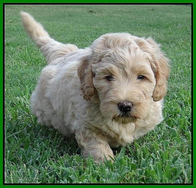 Emmie Gus pups 6 wks old 201