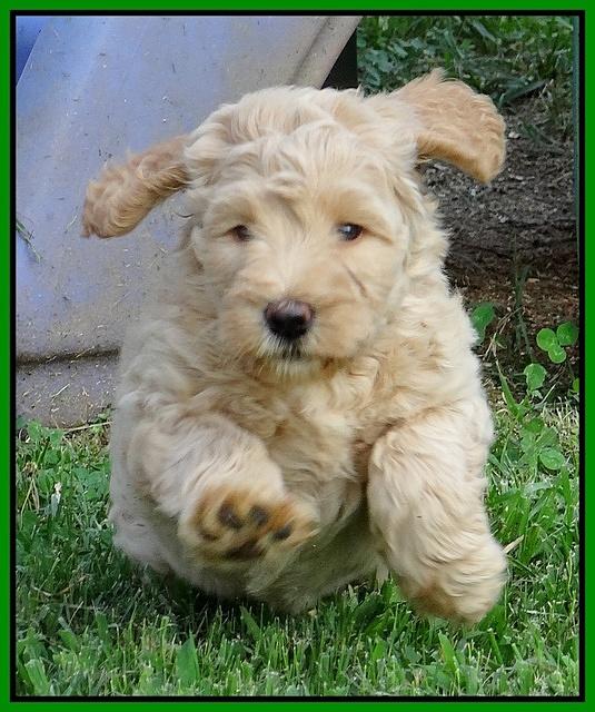 Emmie Gus pups 6 wks old 211