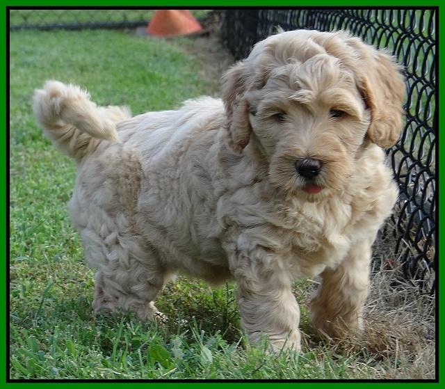 Emmie Gus pups 6 wks old 221
