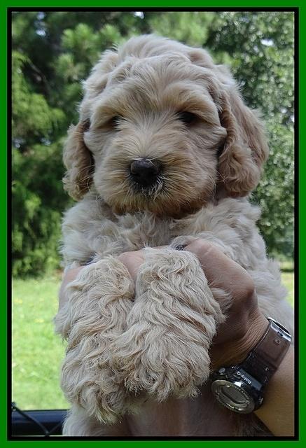 Emmie Gus pups 6 wks old 231