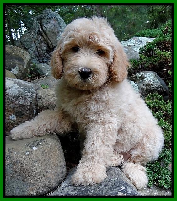 Emmie Gus pups 8 wks old 005