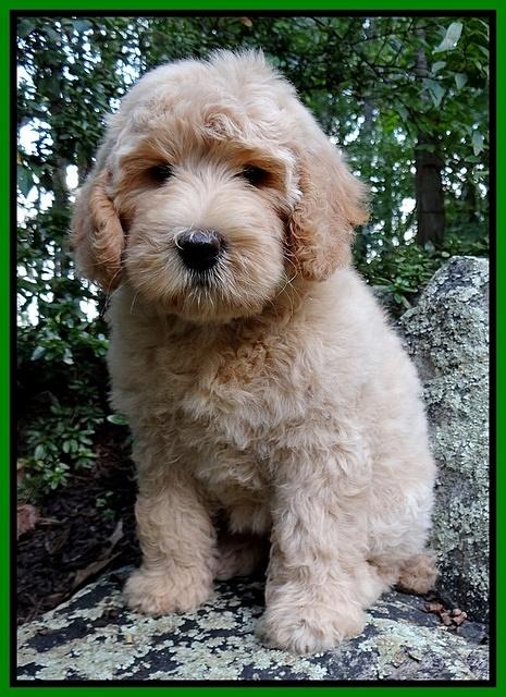 Emmie Gus pups 8 wks old 008