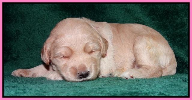 Emmie Gus pups 2 wks old 012