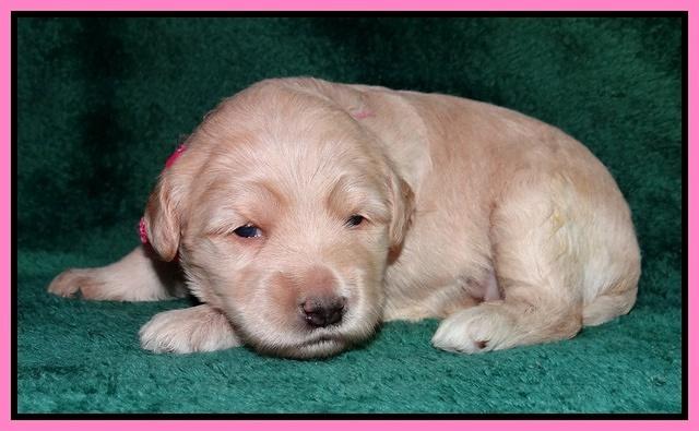 Emmie Gus pups 2 wks old 016
