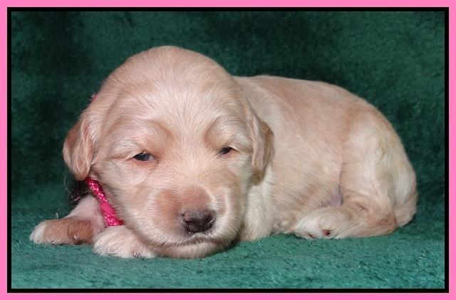 Emmie Gus pups 2 wks old 017