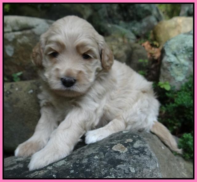 Emmie Gus pups 3 wks old 005