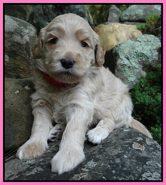 Emmie Gus pups 3 wks old 006