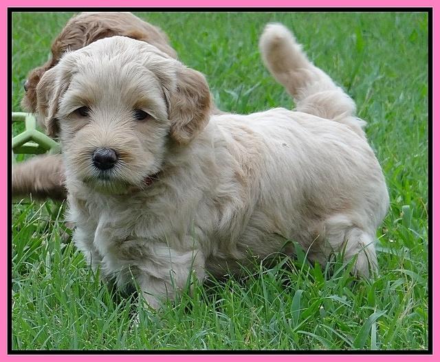 Emmie Gus pups 5 wks old 11
